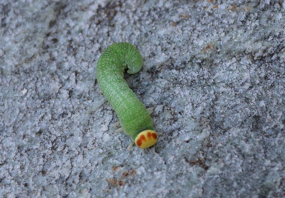 G sawfly.JPG