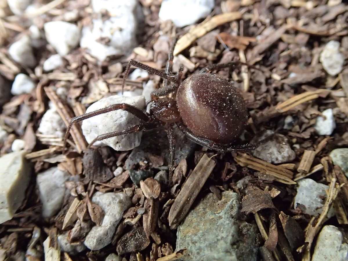 Jorna spider.jpg