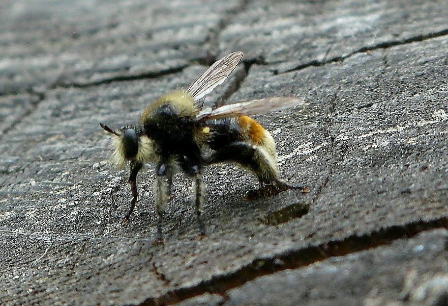Laphria1.jpg