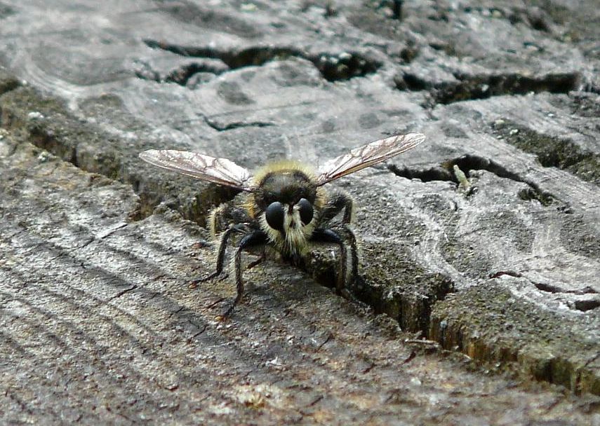 Laphria2.jpg