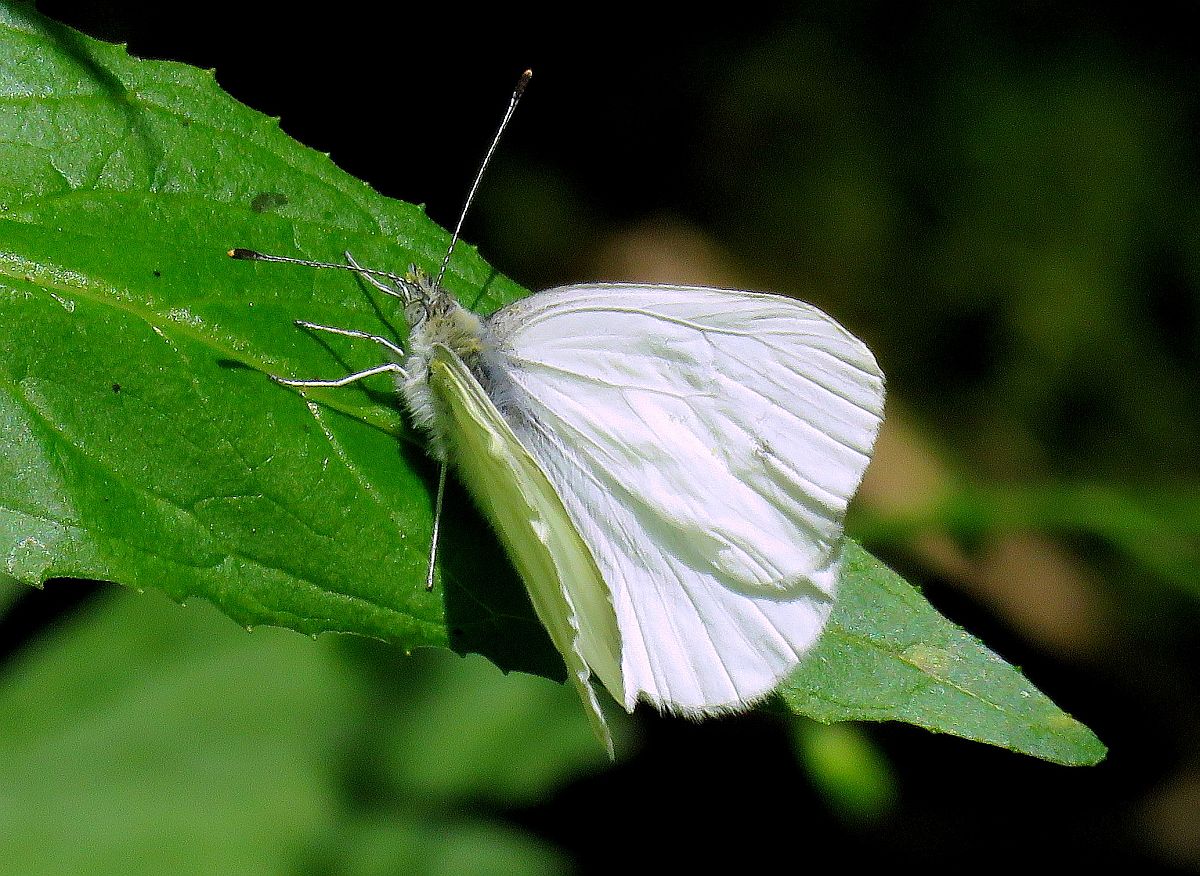 Margined White 2.jpg