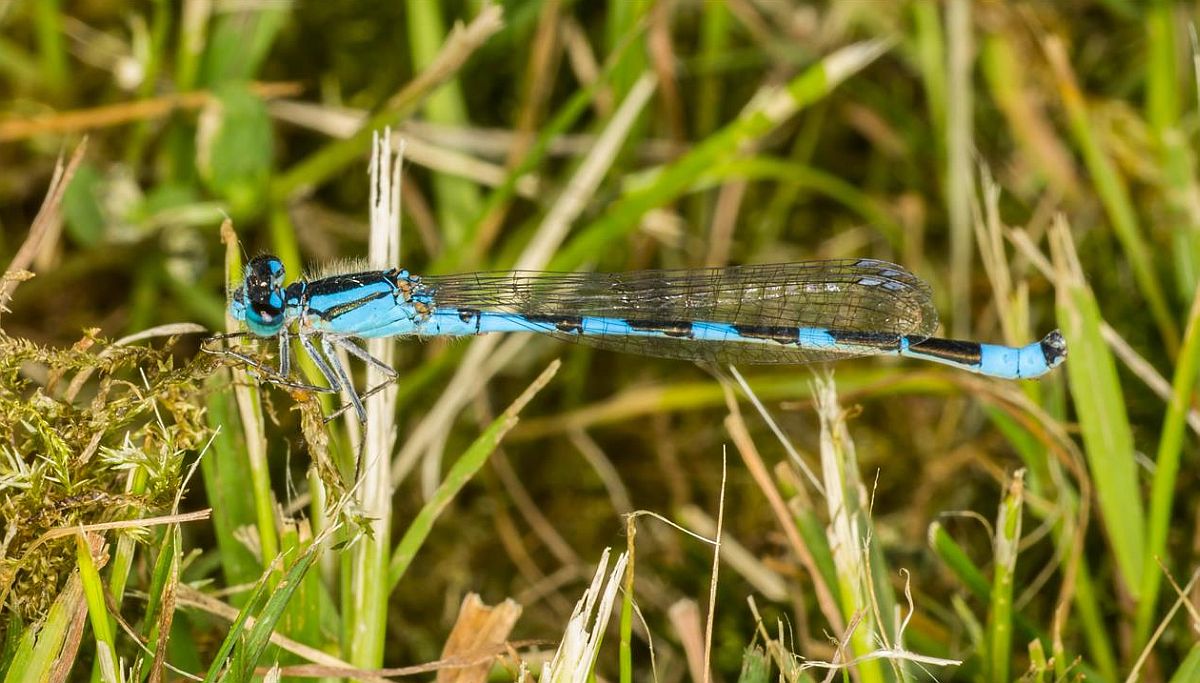 Tule Bluet.jpg