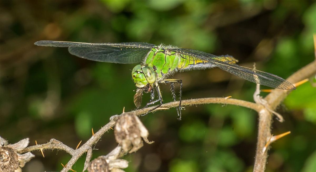 W Pondhawk.jpg