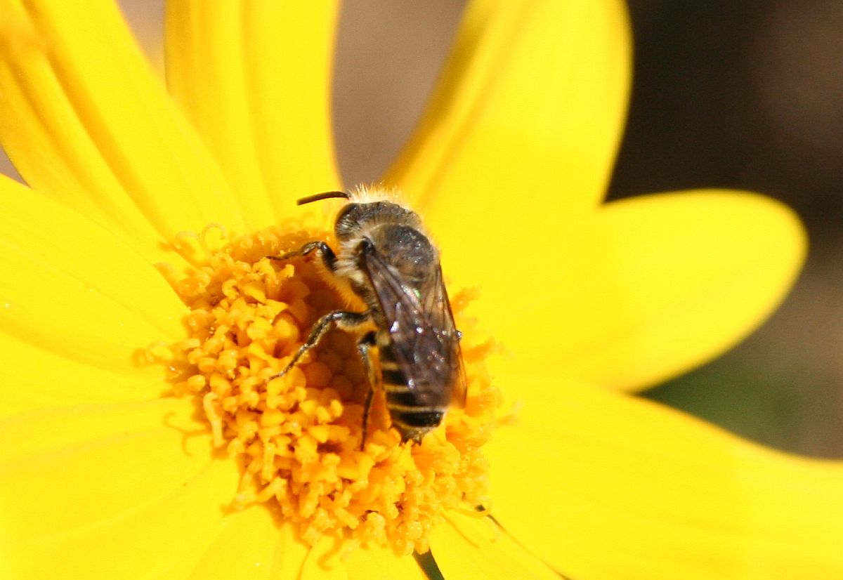 bee with bands.jpg