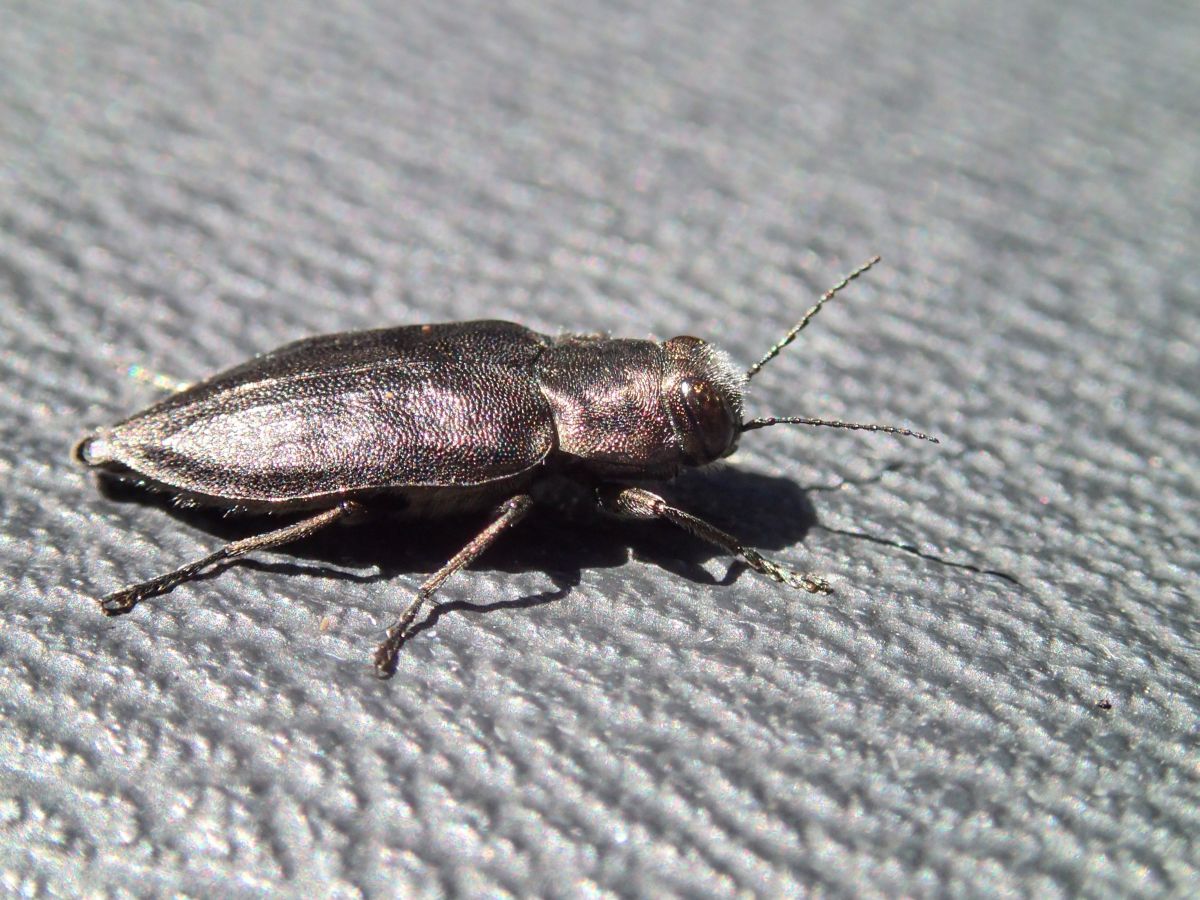beetle jorna.jpg
