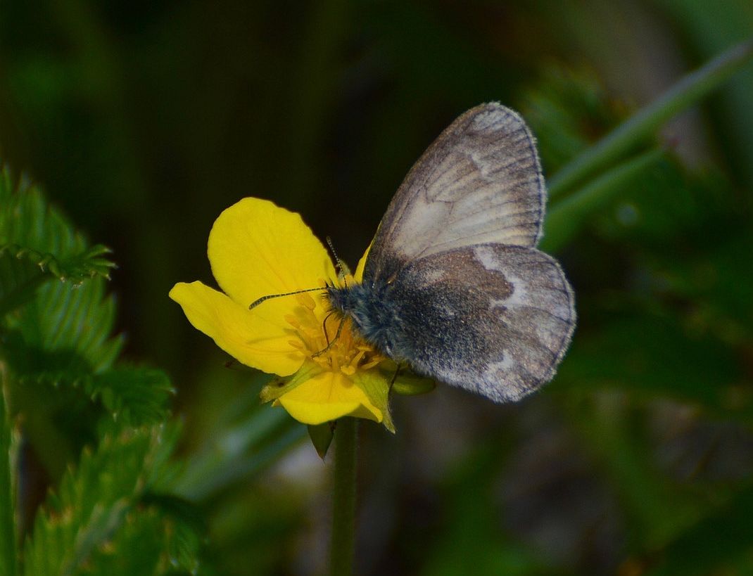 grey Coenonympha.JPG