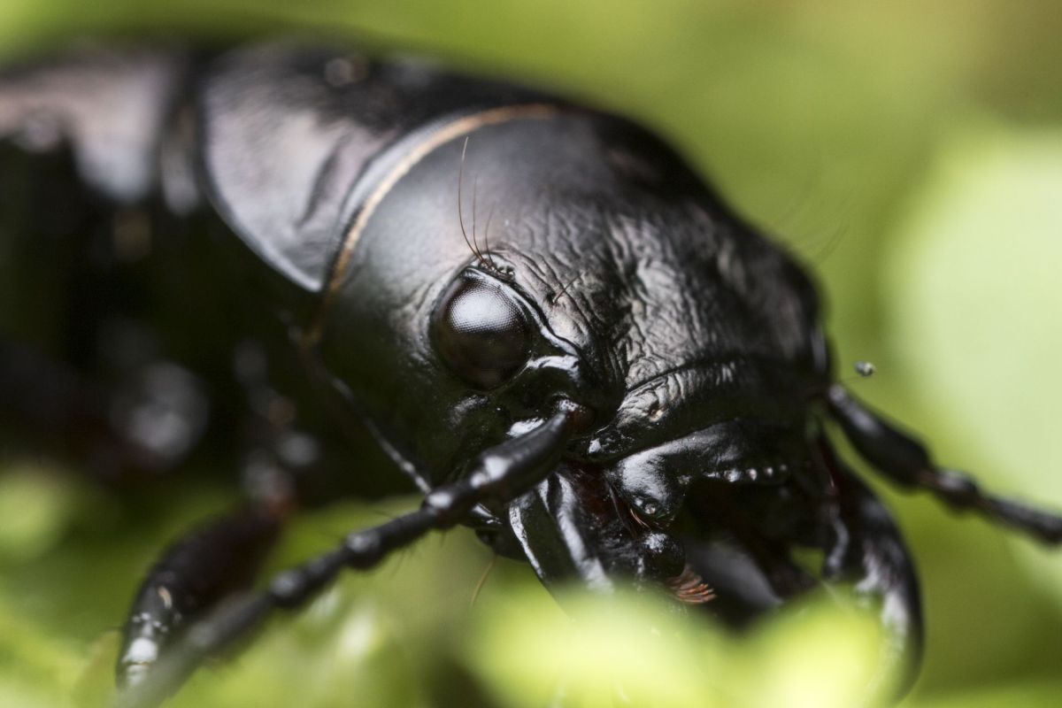 1 Greater Night-stalking Tiger Beetle (Omus dejeani).jpg