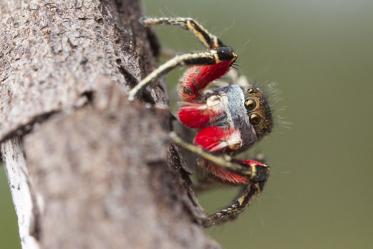 10 habronattus americanus.jpg