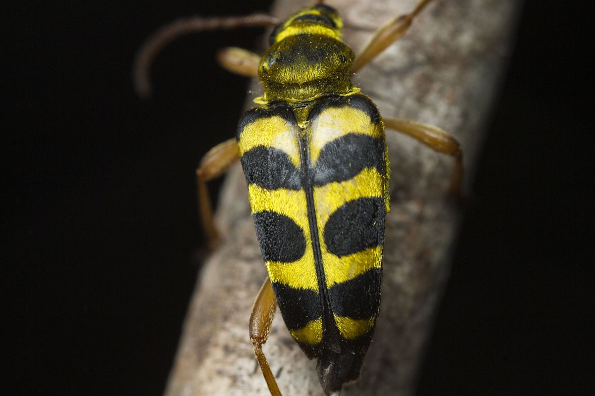 11 Flower Longhorn.jpg