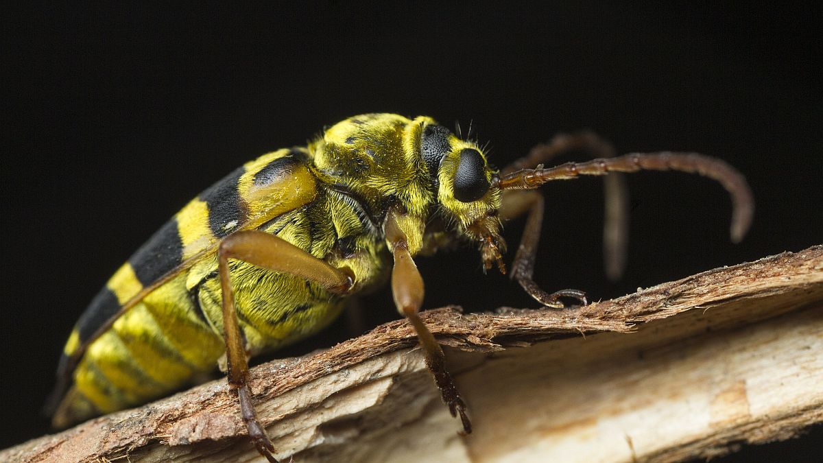 12 Flower Longhorn.jpg