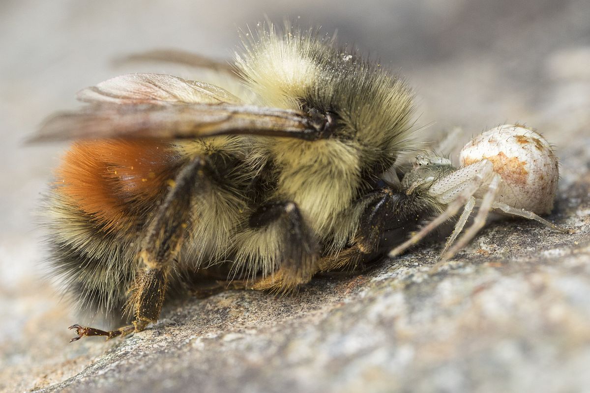 2 Mecaphesa feeding.jpg