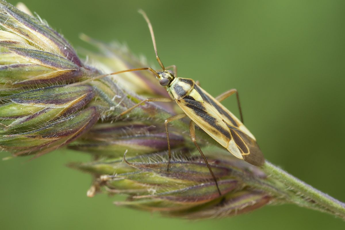 5 two-spotted grassbug (Stenotus binotatus).jpg