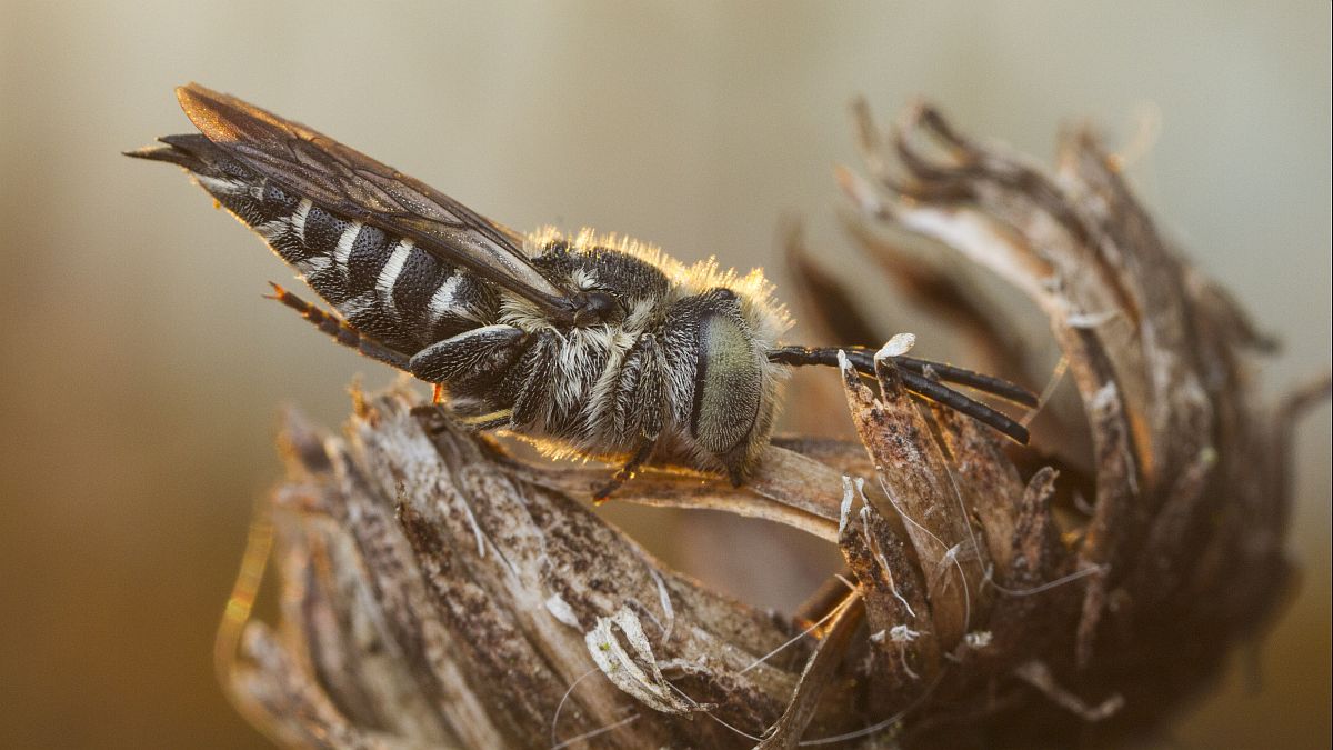 6 Coelioxys.jpg