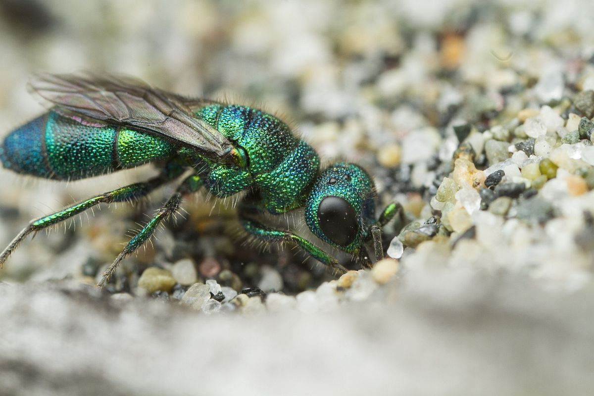 8 Chrysididae.jpg