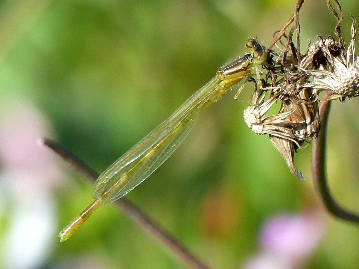 I Damselfly Martindale 1a.JPG