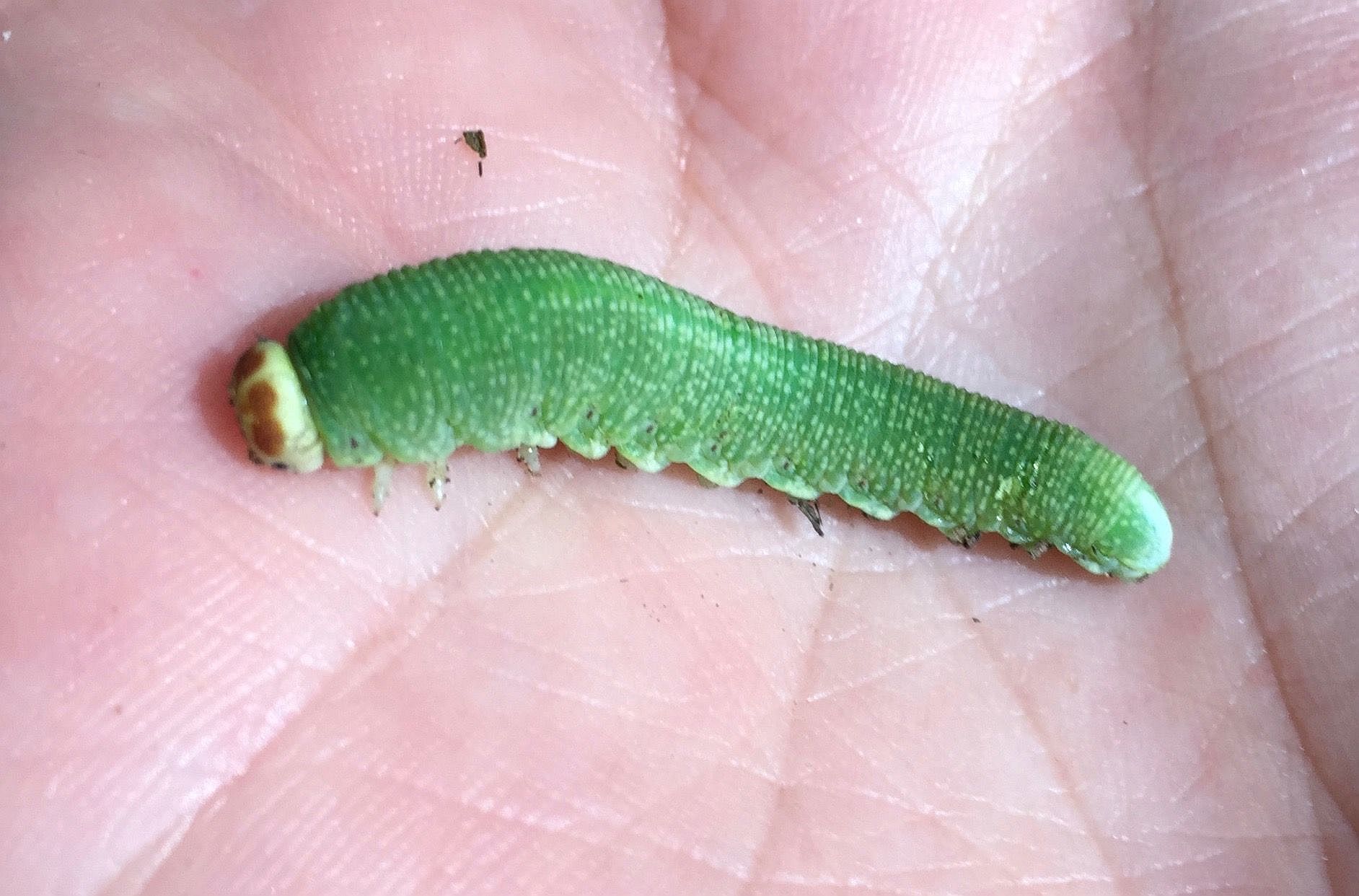sawfly.jpg