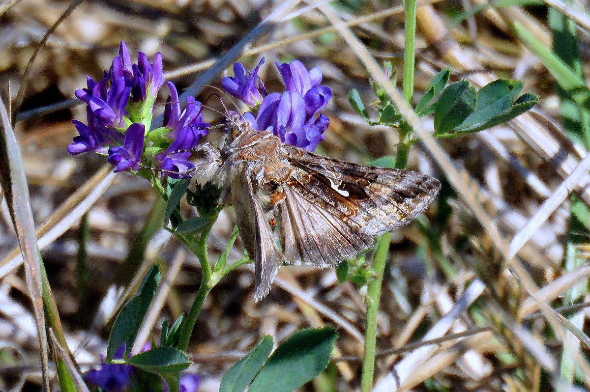 Alfalfa Looper 2.jpg