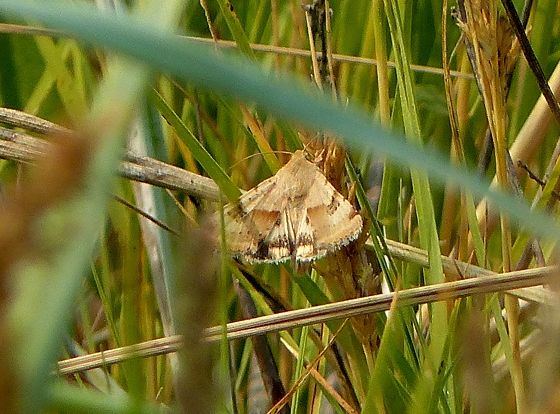 C Moth Saan Spit 1b.JPG