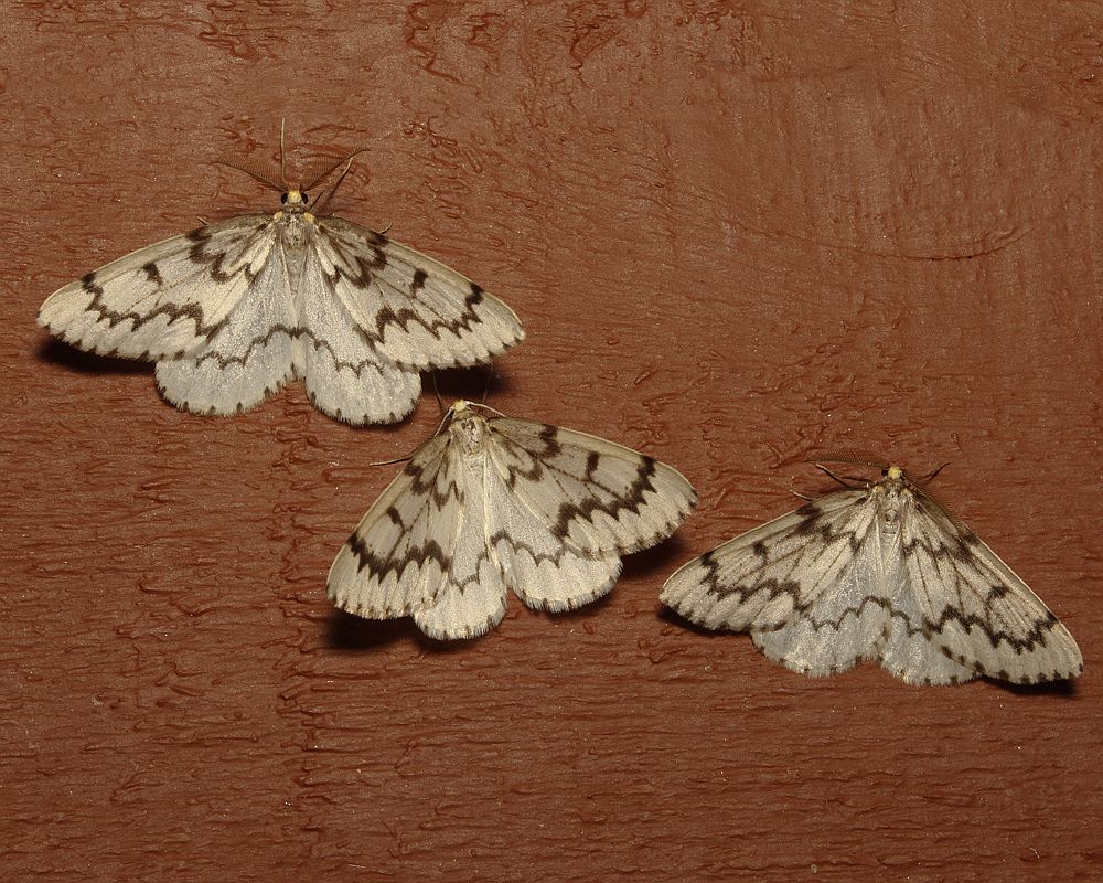 Nepytia phantasmaria - Port Alberni-Home_MG_8124ar.jpg