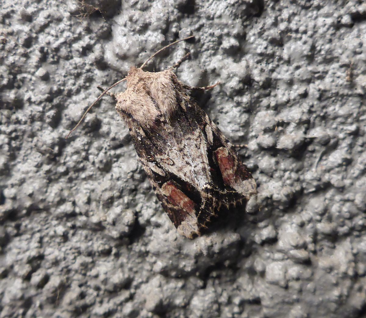 Egira rubrica #1.JPG