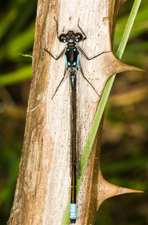 forktail.jpg