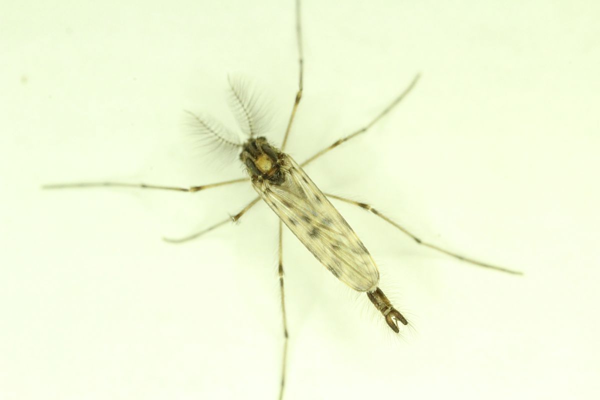 midge2.JPG