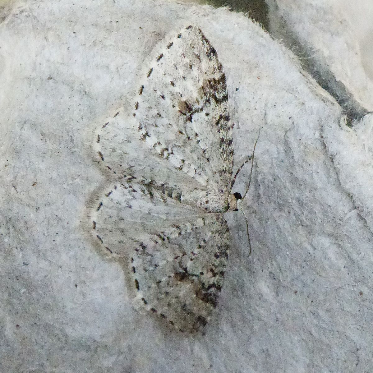 P1090325.JPG