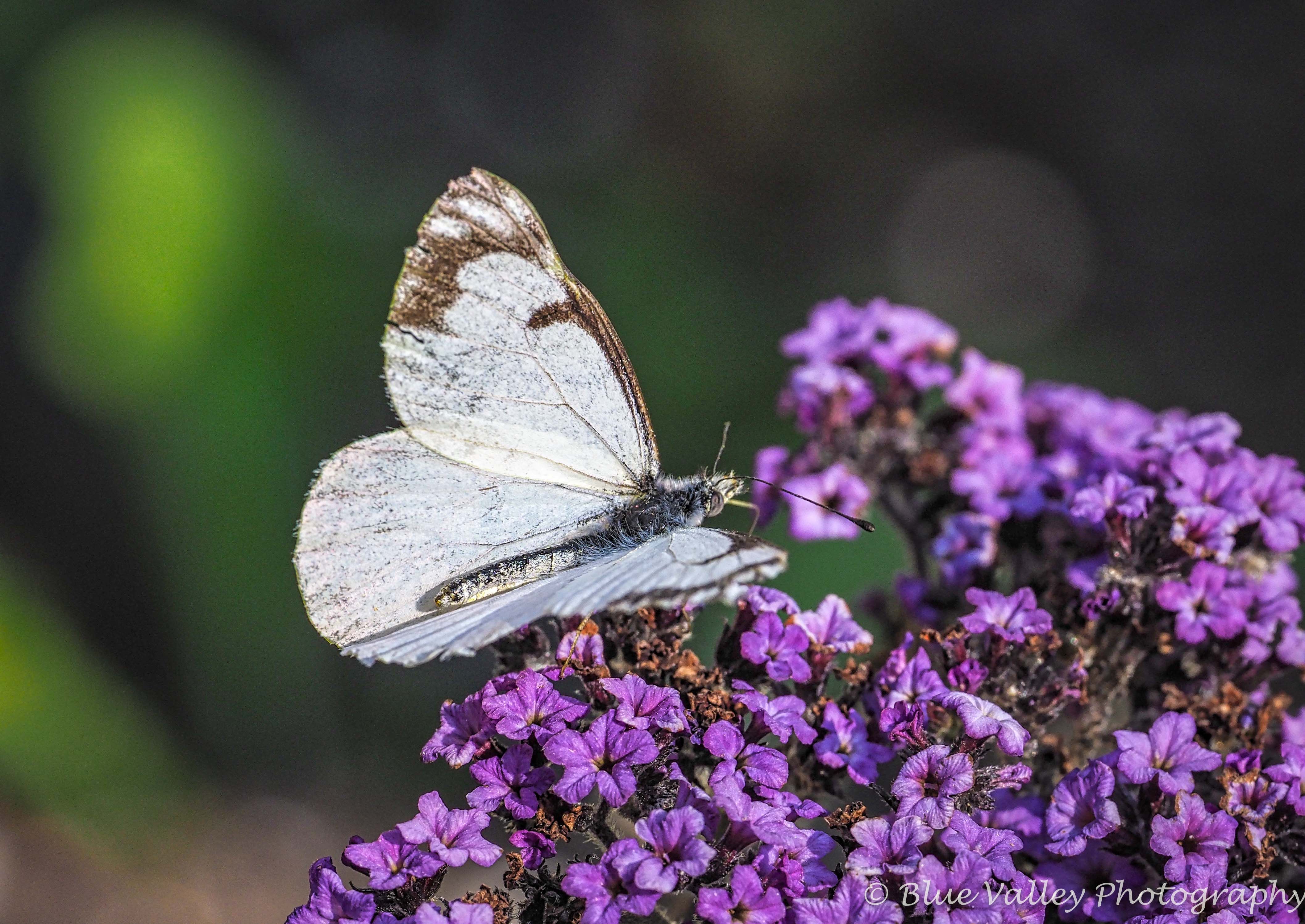 Pine White.jpg