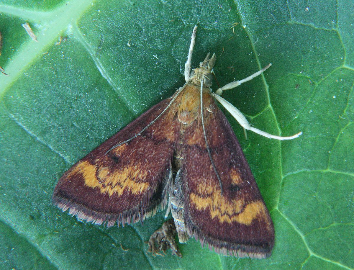 Pyrausta californicalis.JPG