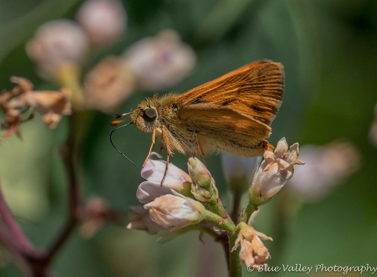 Woodland Skipper.jpg