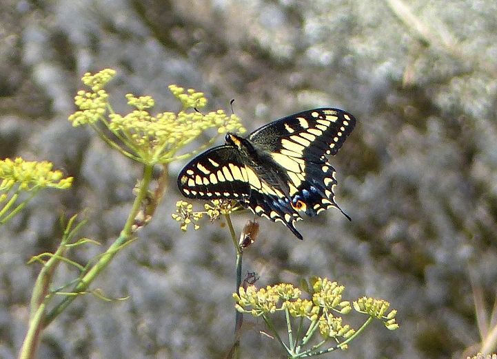 A Bfly Anise Sw 1b.JPG
