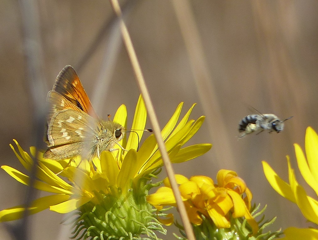 A Bfly Branded Skipper+bee 1b.JPG