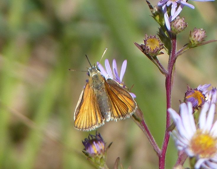 A Bfly Essex Skip 1b.JPG