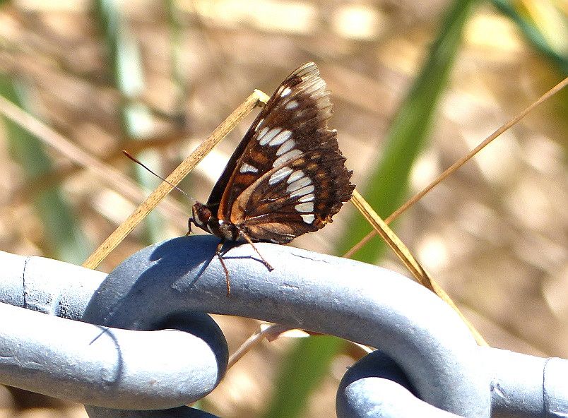 A Bfly Lorq on chain 1b.JPG