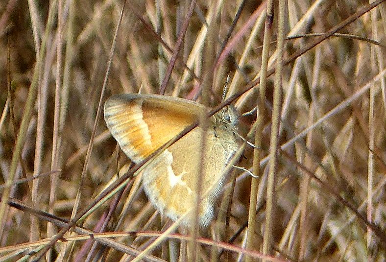 A Bfly Ringlet 1b.JPG