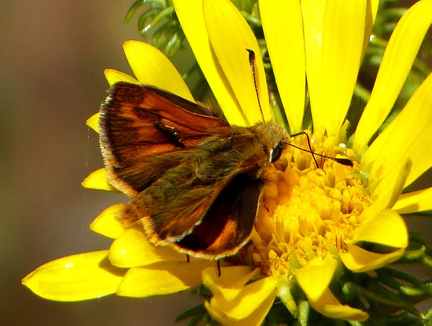 A Bfly Woodl Skip d 2b.JPG