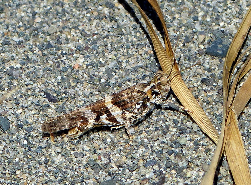 A Grasshopper 1b.JPG
