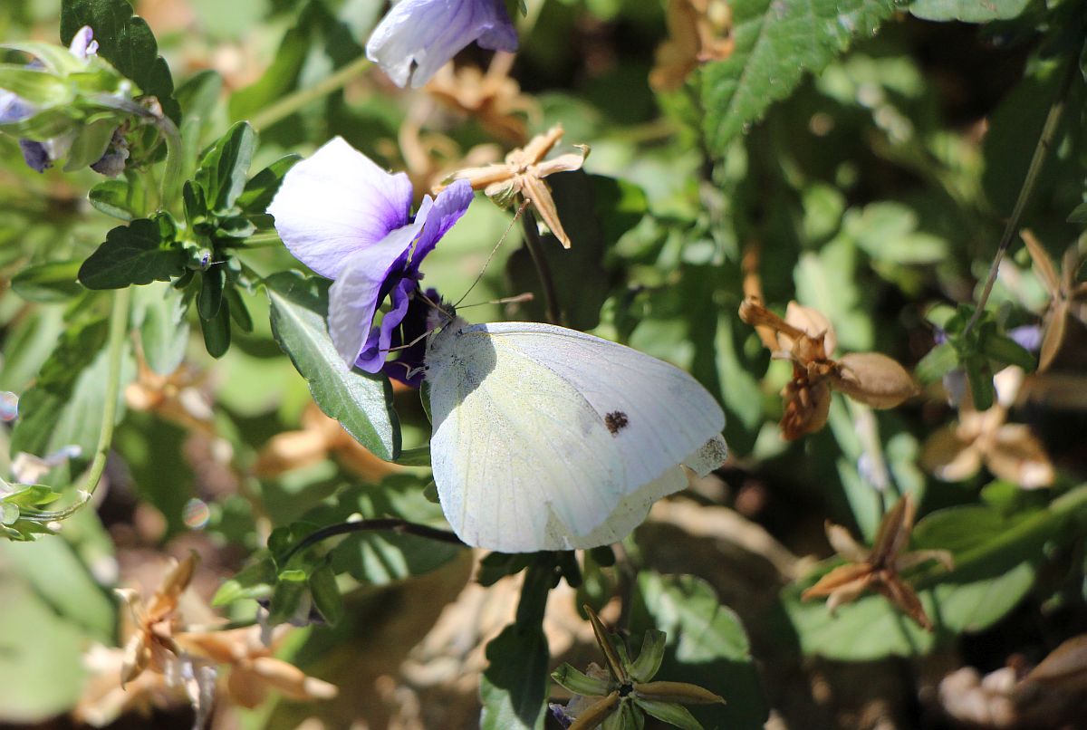 Pieris.jpg