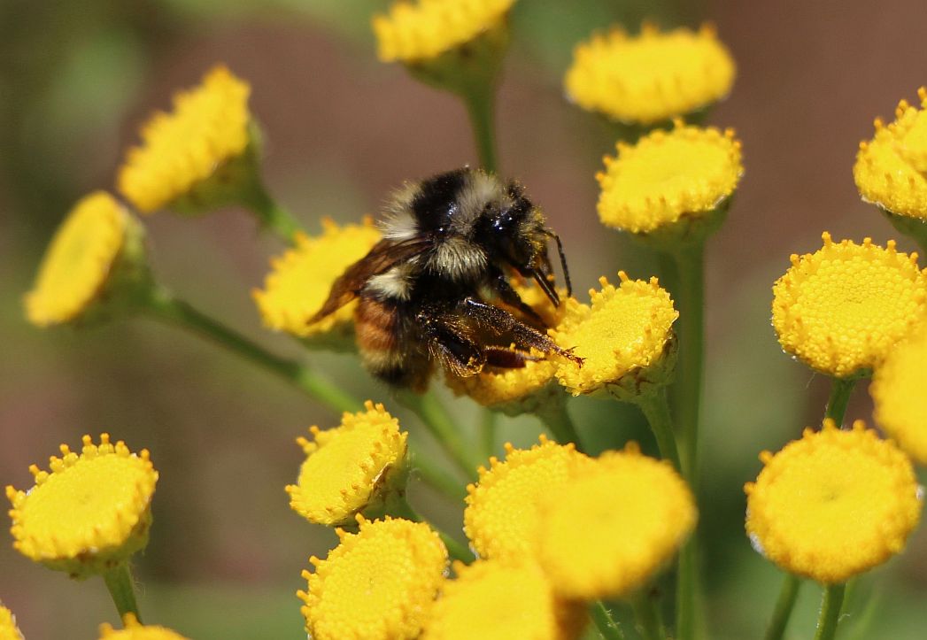 bee.jpg