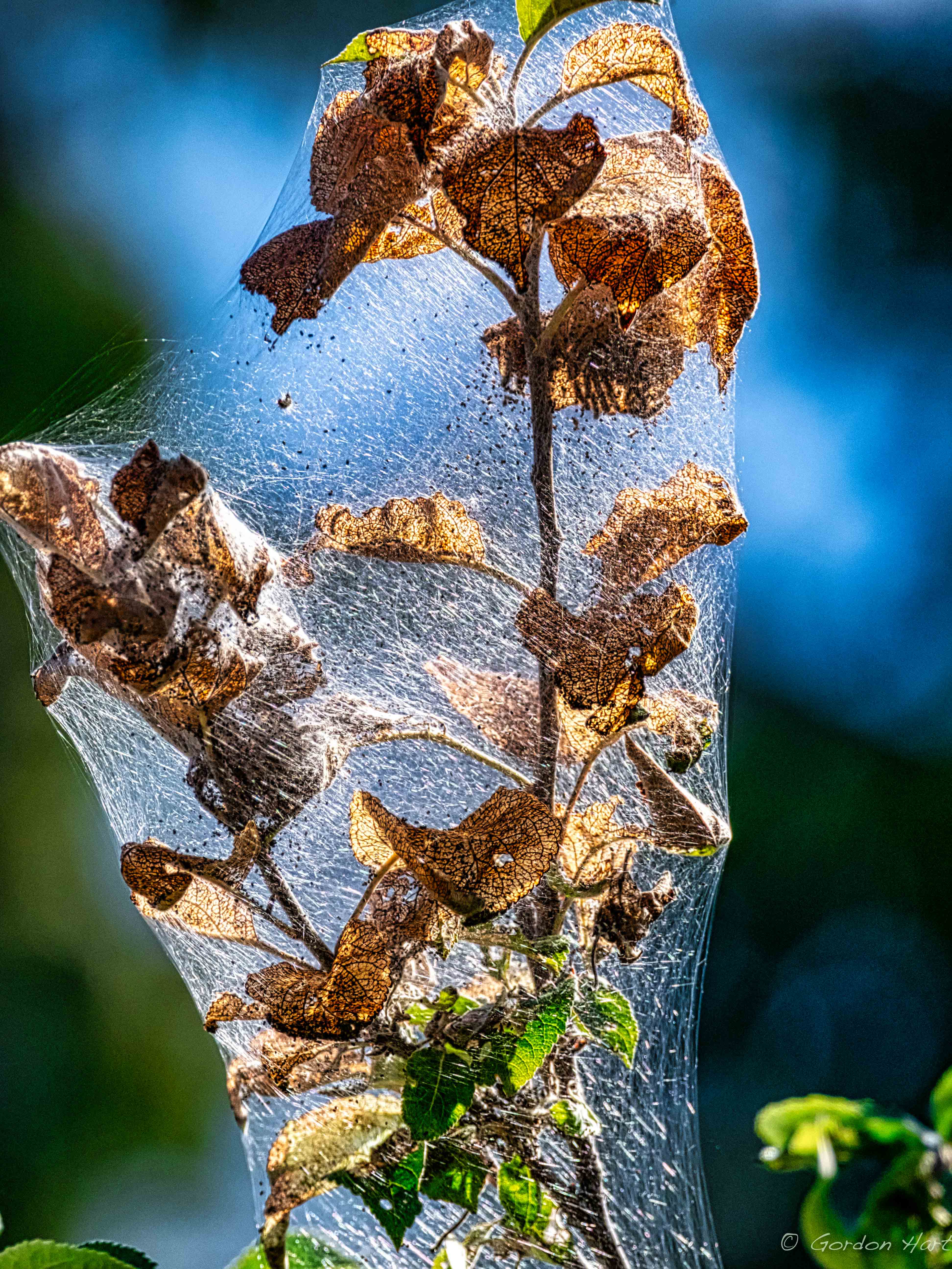 webworms.jpg