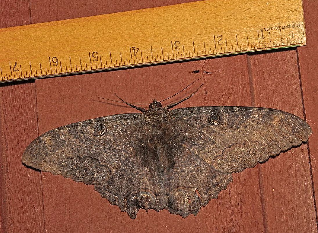 Ascalapha odorata - Port Alberni-Home_MG_8009ab.jpg