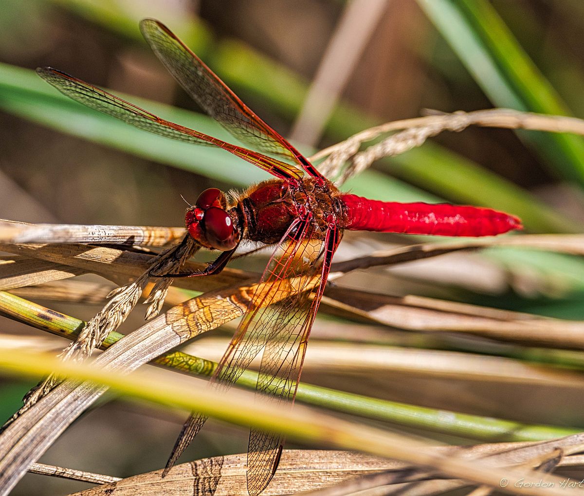 Sympetrum sp.jpg