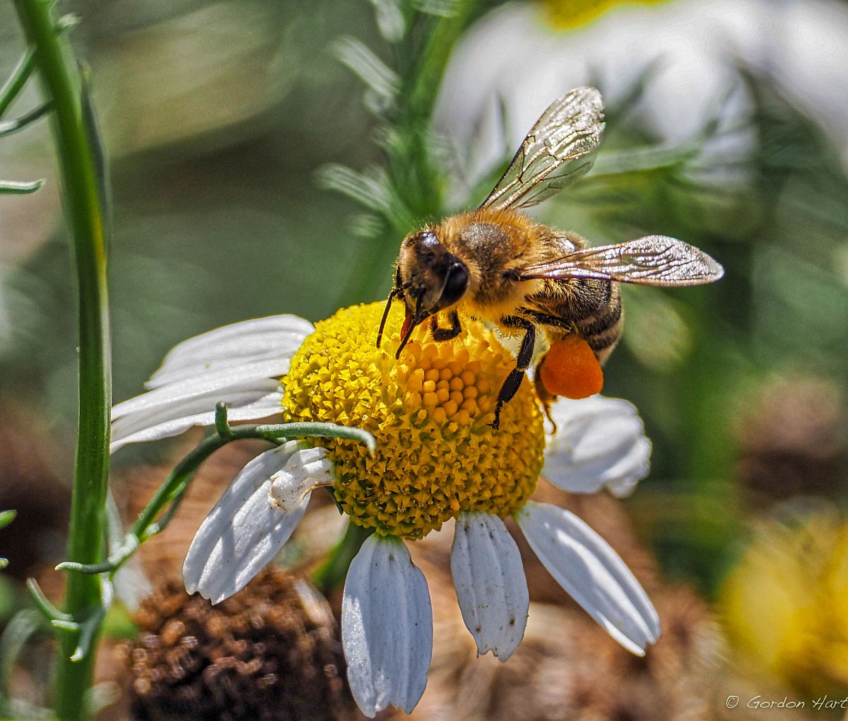 bee.jpg